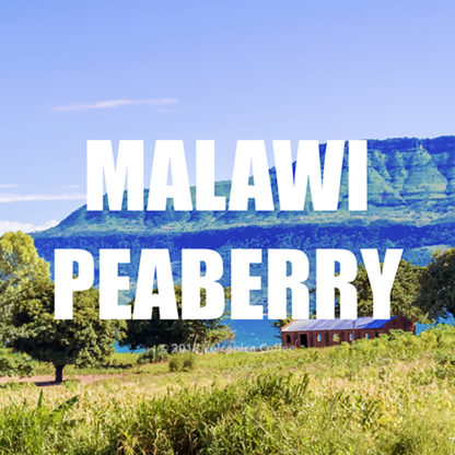 Malawi Peaberry Coffee