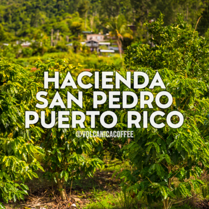 Puerto Rico Coffee, Hacienda San Pedro - Image 2