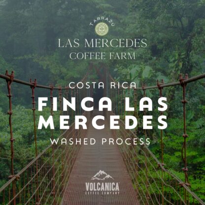 Costa Rica Coffee, Finca Las Mercedes, Washed Process - Image 2