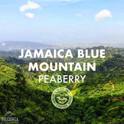Jamaican Blue Mountain Peaberry Coffee - Image 2