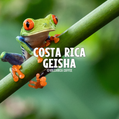 Costa Rica Geisha Coffee, Natural Process
