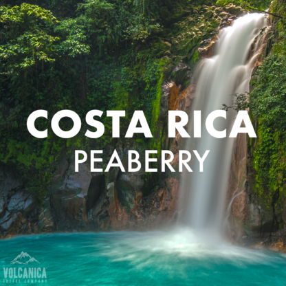 Costa Rica Peaberry Coffee - Image 2