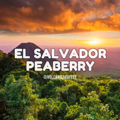 El Salvador Peaberry Coffee - Image 2