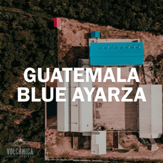 Guatemala Natural Process Coffee - Blue Ayarza