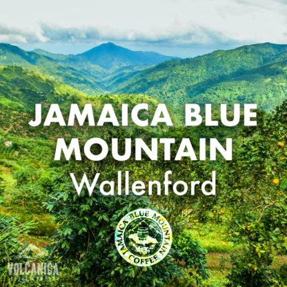 Jamaican Blue Mountain Coffee Beans - Wallenford - Image 2