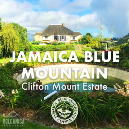 Jamaican Blue Mountain Coffee - Clifton Mount Estate - Image 2