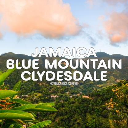Jamaican Blue Mountain Coffee - Clydesdale - Image 2