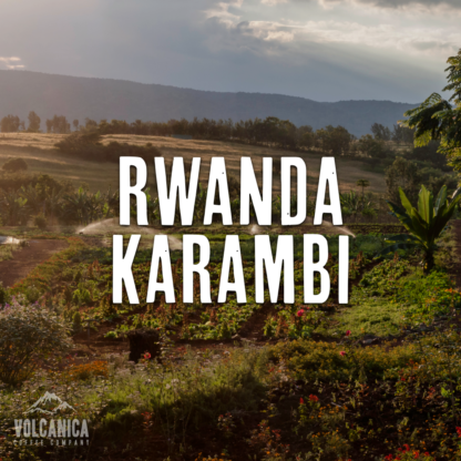 Rwanda Coffee, Kigeyo Bourbon