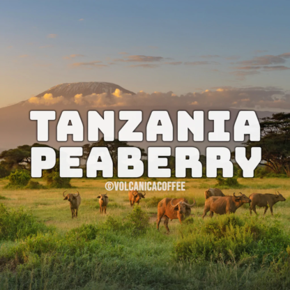 Tanzania Peaberry Coffee - Image 2